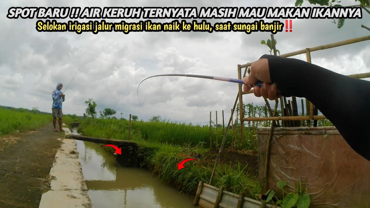 MANCING WADER DI SELOKAN IRIGASI TENGAH SAWAH JALUR MIGRASI IKAN || Mancing wader umpan amis gold