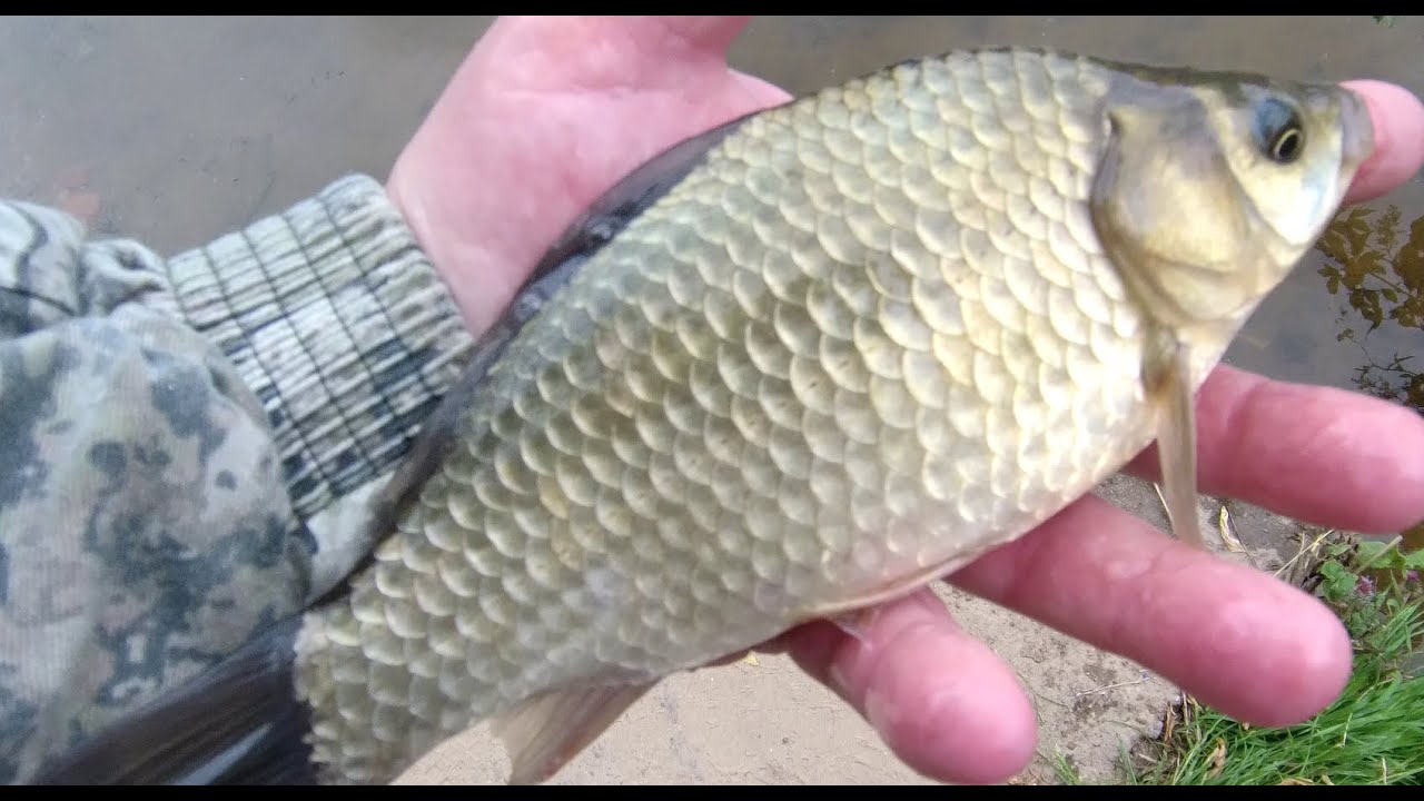 Знакомство с  Lucky John Anira BP NANO ENERGY рост 1.73 тест 0.1 - 1.5г