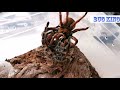 Lasiodora parahybana VS Theraphosa stirmi 。。Bird spider // 所羅門食鳥蛛大战亞馬遜巨人捕鳥蛛