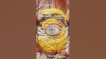 Eye anatomy 3D visualization with VOKA Anatomy Pro
