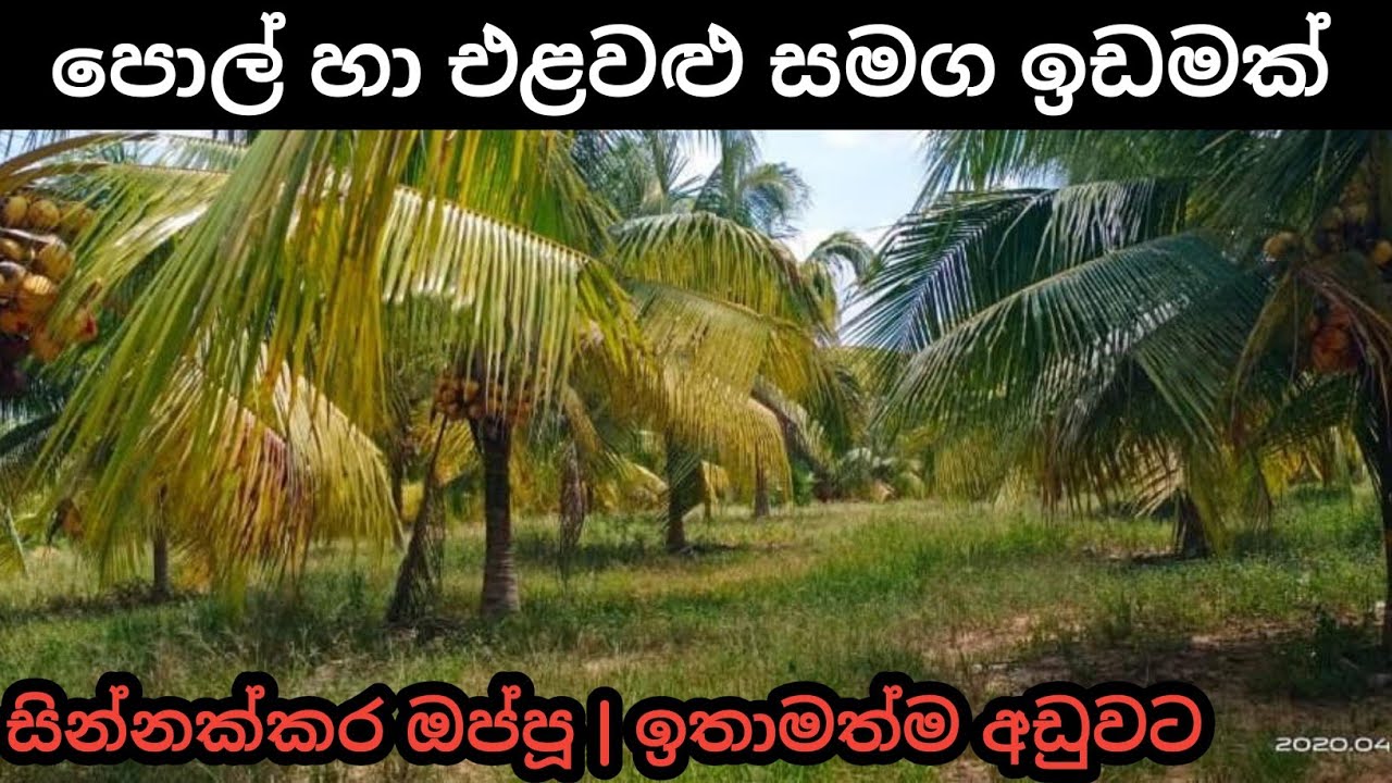සින්නක්කර පොල් සහා එළවළු සමග ඉඩමක් Srilanka coconut land sale idam