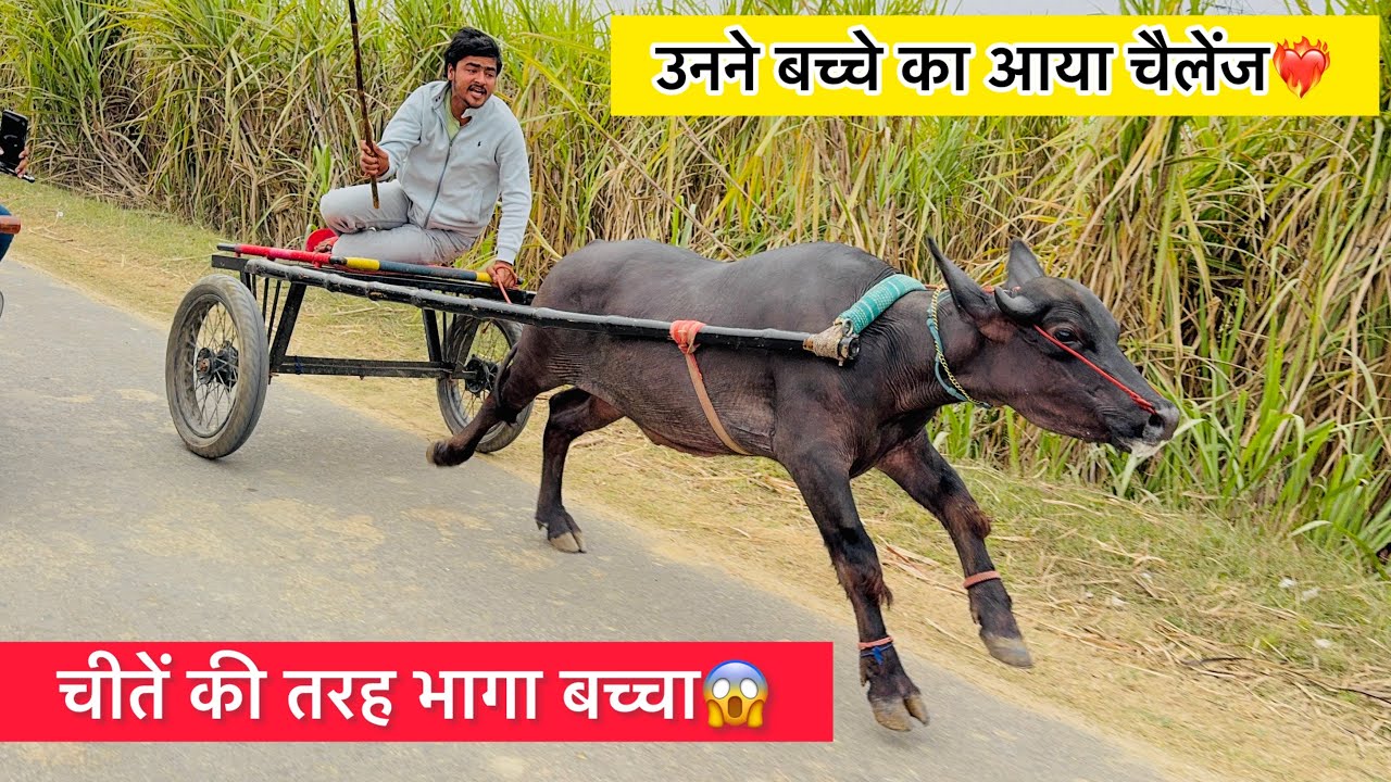 उनने बच्चे का आया चैलेंज दूरी 1km से लेकर 5km😱तक होगी इच्छा पूरी कर देगा लोगो की चीतें की तरह भागा