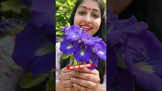 Zyada nitrogen fertilizer se leaves badhenge, flowers kam aayenge—balanced fertilizer use karein.