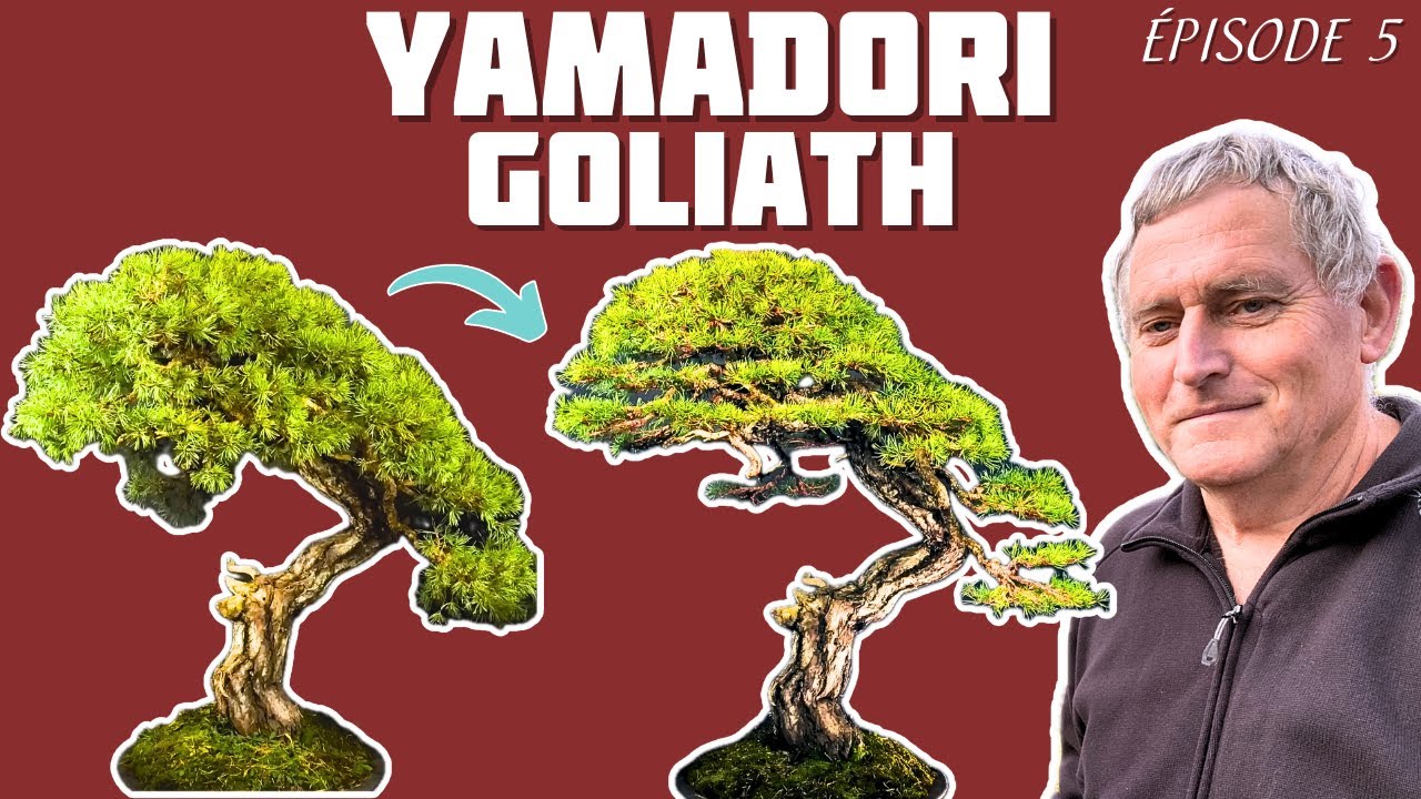 GOLIATH le Magnifique 🌱 NEJIKAN BONSAI 🌱