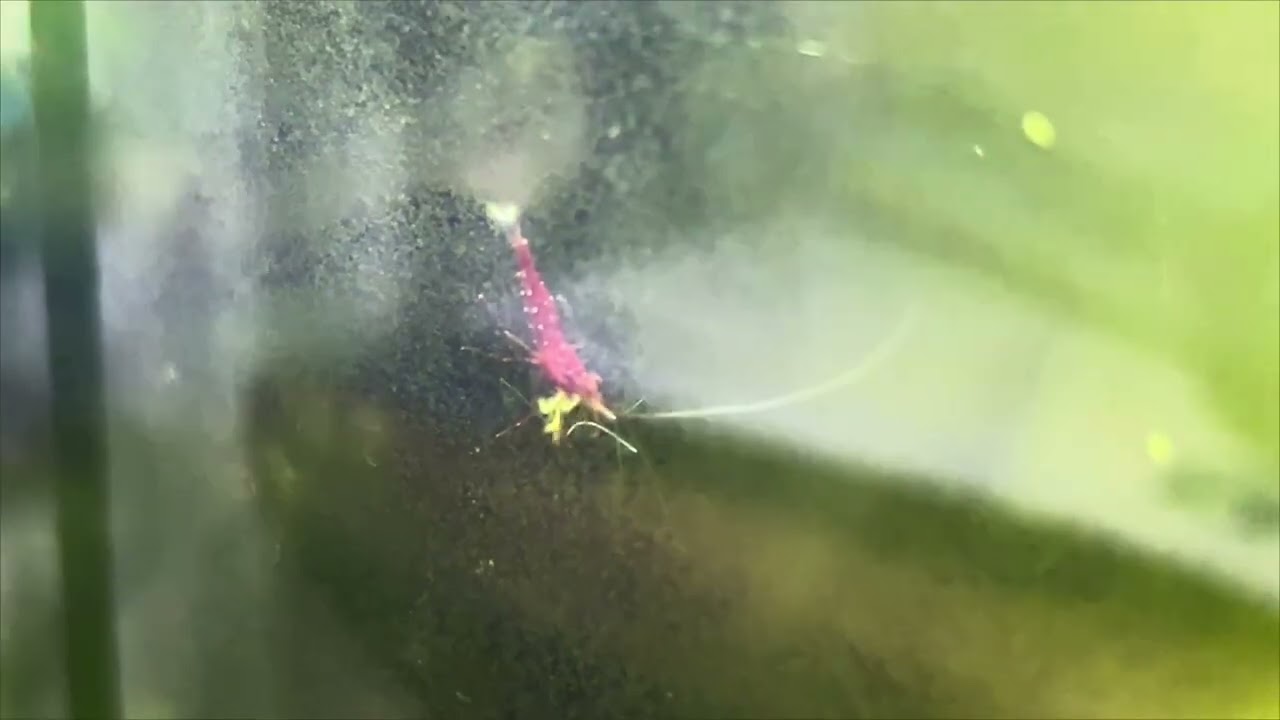 Caridina Dennerli - Kardinalsgarnele  - Informationen zur Haltung und Habitat - reuploaded