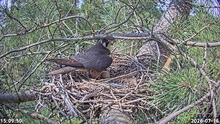 Dorset LIVE Hobby nest camera 2026-08-11
