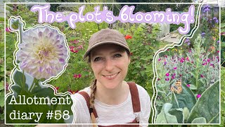 Finally planting out my dahlias, more beans, + appreciating the flowers  | 🌸🌱 Allotment diary 58🌱🌸