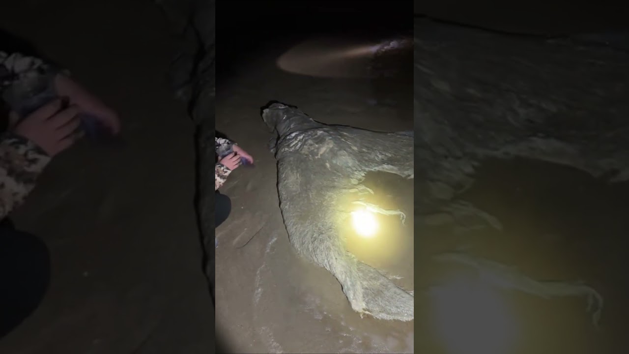 Sereias capturadas por câmeras