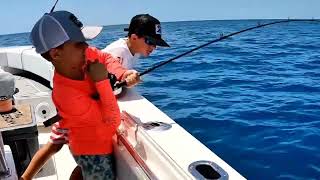 Giant triggerfish vs Yellowtail snapper!