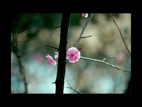 강수지 - 흩어진 나날들 1991年