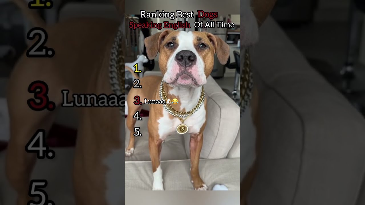 Ranking Best Dogs Speaking English Of All Time Funny Meme Lol Funnycaptions Viral
