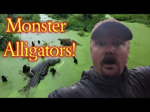 Monster Alligators! Great travel stop! Alligator Alley in Summerdale Alabama!