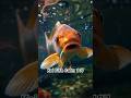 Koi Fish Calm 107#koi #fish #koifish #calm #relax #meditationmusic #shorts
