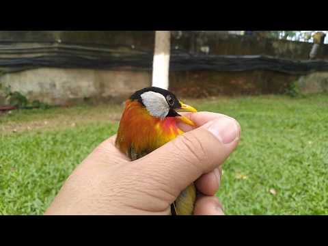Video Chim Ngũ sắc ăn gì và cách phân biệt chim Ngũ sắc... - youtube