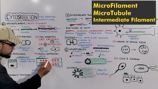 Cytoskeleton (Types of cytoskeleton) Detailed Series