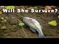 Rescuing a GIANT bass From DEATH!!