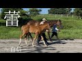 パールシークレット産駒の販売がスタートしました☀️☀️