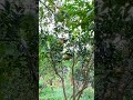 #tamtrang #bolero #garden #gardening #viral #video #bolerohay #nhacbolero #caycanh #viralvideo