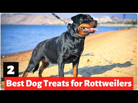 Video: Jenis Anjing Baru yang Trendi Perlakukan Rottweiler Go Go Nuts For