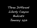 Three Different Liberty Canyon Bobcats, January  2021