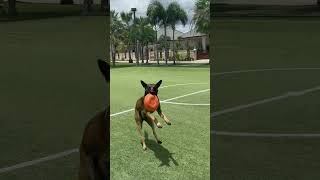 Belgian Malinois Playtime: Charlie’s Fun Day! 🐾Игры малинуа: Веселый день Чарли! 🐾