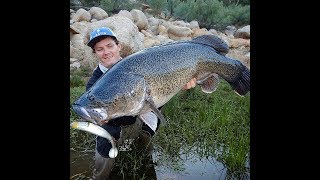 Two Big Murray Cod On Swimbaits In 2 Casts A Morning In The Gorges Catfish Bare-Handed