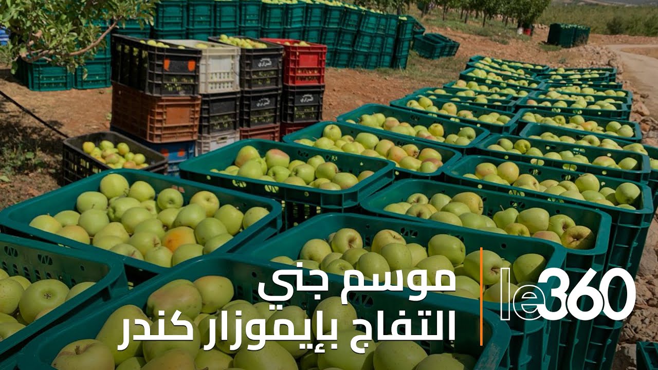إيموزار كندر تستهل موسم جني التفاح.. جودة عالية وتفاؤل بمردودية أفضل