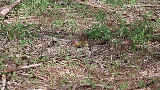 Green-Winged Pytilia