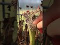 FUNNY CARNIVOROUS PLANTS EATING AND DIGESTION 😋​😂​