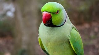 Funny Parrot Talking | Talking parrot mithu by Mr. Akram animals lover🐾 168 views 1 year ago 1 minute, 6 seconds