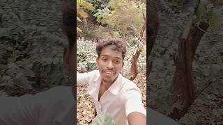 coffi తోటలో పువ్వులు భయంకరంగా పూసే 🤭
