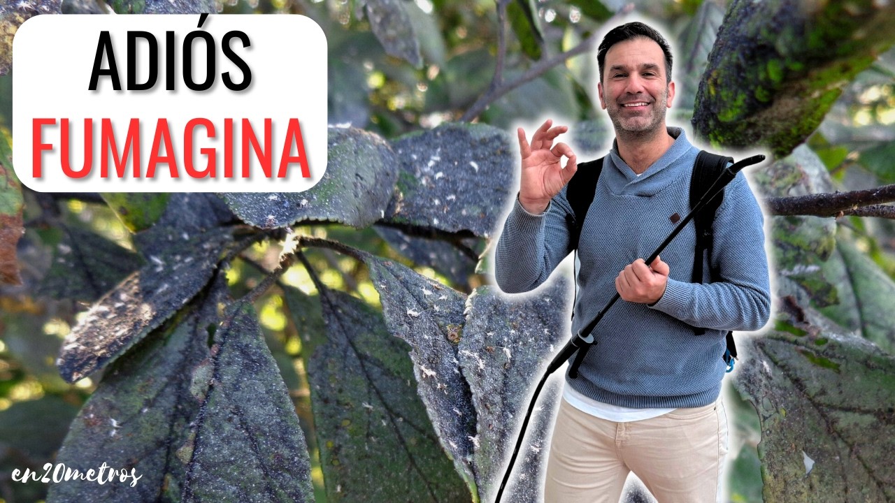 CÓMO ELIMINAR LA FUMAGINA O NEGRILLA EN LIMONERO, NARANJO Y OTROS CÍTRICOS || en20metros