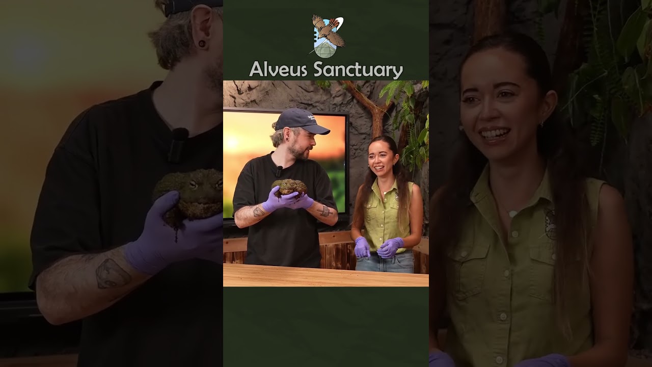 @jacksepticeye meets Georgie #alveussanctuary #mayahiga #jacksepticeye