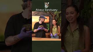 @jacksepticeye meets Georgie #alveussanctuary #mayahiga #jacksepticeye