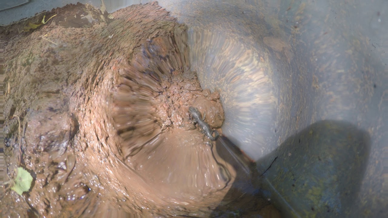 amphibians nedir Metamorphosis Meadow Update (and first Metamorph Frosted Flatwoods Salamander!)