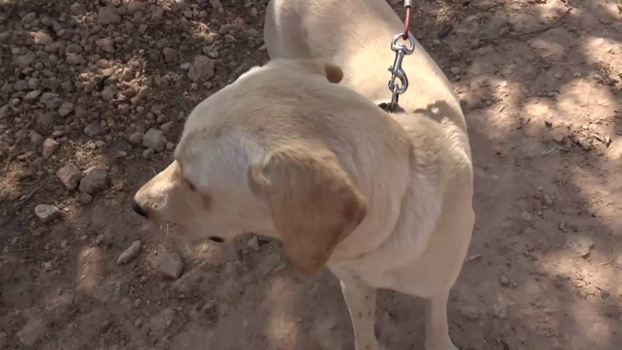 HundeausMallorca.de KLAUS YouTube