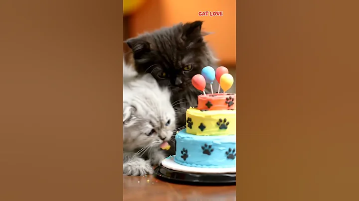 Video 11306361: persian cat kitten cute, persian cat kittens funny