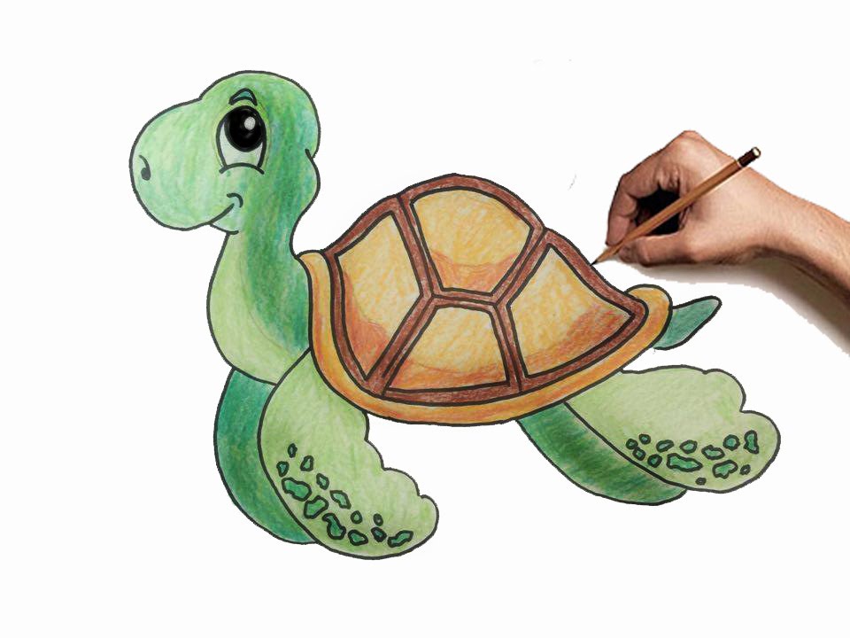 Các mẫu hình vẽ con rùa đáng yêu nhất