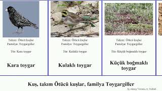 Kuş, takım Ötücü kuşlar, familya Toygargiller toygarı bird Asya parmaklı Küçük Fuse kısa kanatlı