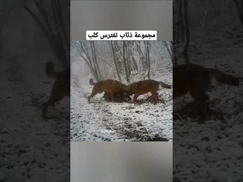 مجموعة ذئاب تفترس كلب حراسة