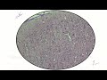 HISTOLOGY OF Cerebrum/ INTERNAL STRUCTURE OF Cerebrum-Mnemonics,,GIANT,PYRAMIDAL CELLS