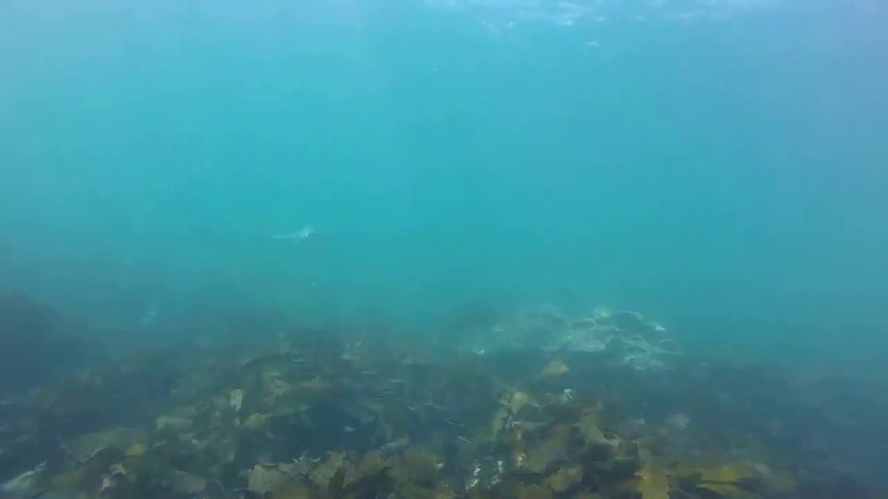 Shark at fairy bower