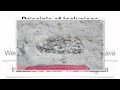 Unraveling Earth's History Through Rock Layers and Geological Principles