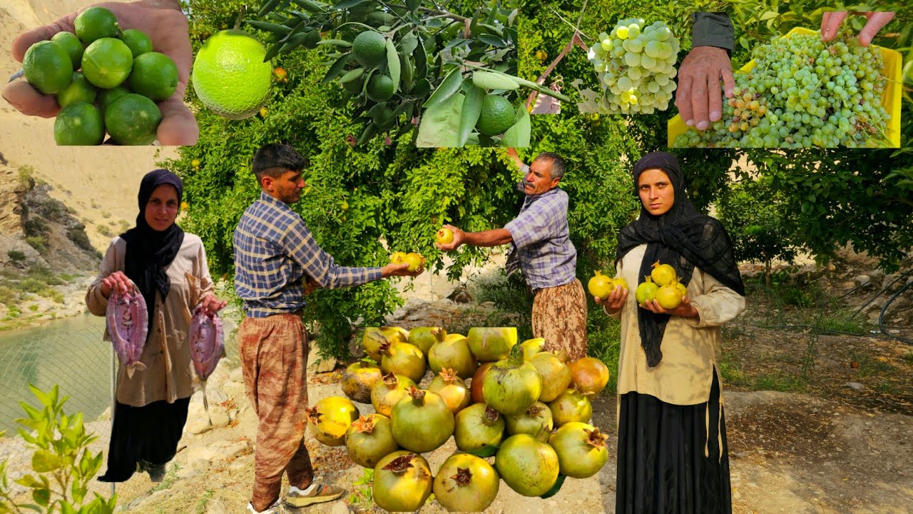 Кочевое путешествие | Сбор граната и винограда в кочевом стиле🍇 | Кочевая жизнь в долине Херсана🌿