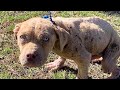 See neglected dog's amazing transformation after adoption