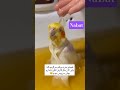 این خووووشگل منه Sabscrab Birds لایک Funny کلیک ترند Parrot Cute 