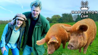 These Giant Pigs are Restoring Nature on our Country Estate: Here's How