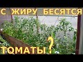 Жирование томатов МИФЫ и РЕАЛЬНОСТЬ