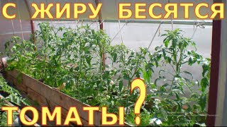 Жирование томатов МИФЫ и РЕАЛЬНОСТЬ