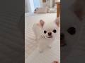 どんどんウソが上手になってきた兄犬🤣 #チワワ #ほっこり #癒し #ほのぼの #平和 #多頭飼い #わんこ #犬